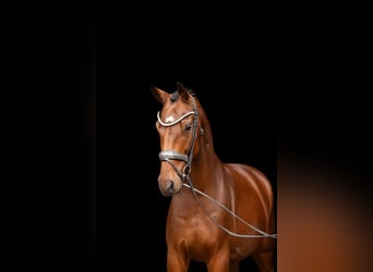 Oldenburger, Wallach, 4 Jahre, 168 cm, Brauner