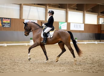 Oldenburger, Wallach, 4 Jahre, 168 cm, Brauner