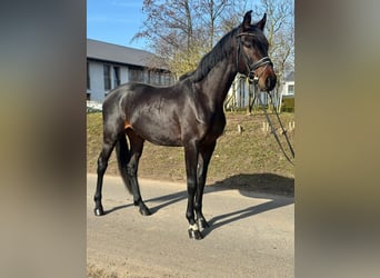 Oldenburger, Wallach, 4 Jahre, 168 cm, Brauner