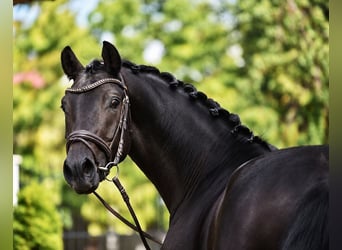 Oldenburger, Wallach, 4 Jahre, 168 cm, Brauner
