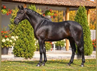Oldenburger, Wallach, 4 Jahre, 168 cm, Brauner