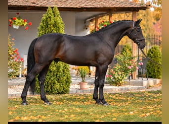 Oldenburger, Wallach, 4 Jahre, 168 cm, Brauner