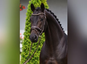 Oldenburger, Wallach, 4 Jahre, 168 cm, Brauner