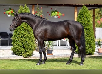 Oldenburger, Wallach, 4 Jahre, 168 cm, Brauner