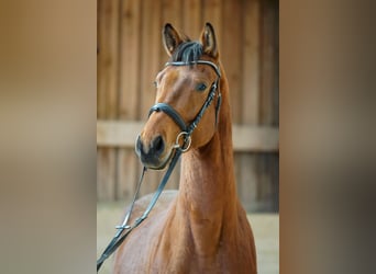 Oldenburger, Wallach, 4 Jahre, 168 cm, Brauner