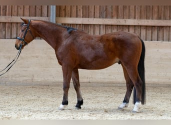 Oldenburger, Wallach, 4 Jahre, 168 cm, Brauner