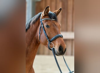 Oldenburger, Wallach, 4 Jahre, 168 cm, Brauner