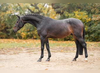 Oldenburger, Wallach, 4 Jahre, 168 cm, Brauner