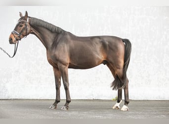 Oldenburger, Wallach, 4 Jahre, 168 cm, Dunkelbrauner