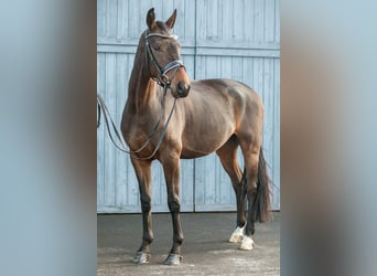 Oldenburger, Wallach, 4 Jahre, 168 cm, Dunkelbrauner