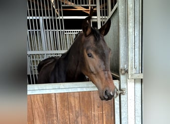 Oldenburger, Wallach, 4 Jahre, 168 cm, Dunkelbrauner