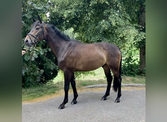 Oldenburger, Wallach, 4 Jahre, 168 cm, Dunkelbrauner