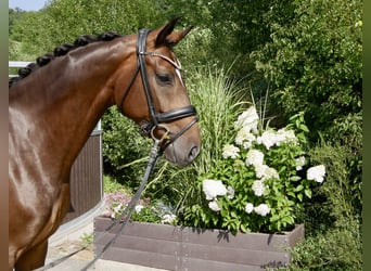 Oldenburger, Wallach, 4 Jahre, 168 cm, Dunkelbrauner