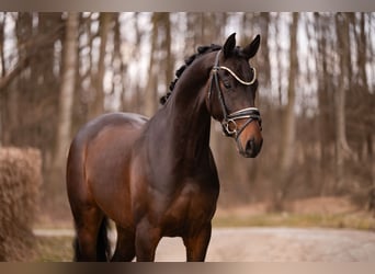 Oldenburger, Wallach, 4 Jahre, 168 cm, Dunkelbrauner