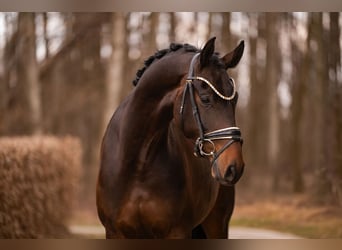 Oldenburger, Wallach, 4 Jahre, 168 cm, Dunkelbrauner