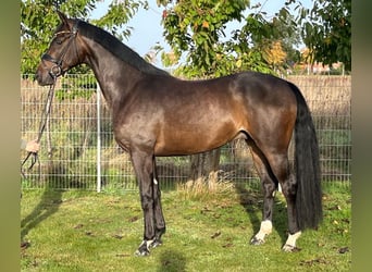 Oldenburger, Wallach, 4 Jahre, 168 cm, Dunkelbrauner