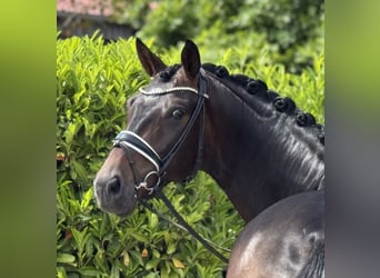 Oldenburger, Wallach, 4 Jahre, 168 cm, Dunkelbrauner