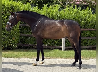 Oldenburger, Wallach, 4 Jahre, 168 cm, Dunkelbrauner