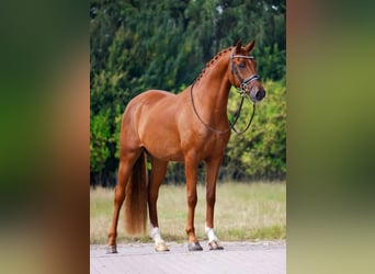 Oldenburger, Wallach, 4 Jahre, 168 cm, Dunkelfuchs