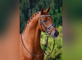 Oldenburger, Wallach, 4 Jahre, 168 cm, Dunkelfuchs