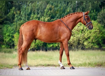 Oldenburger, Wallach, 4 Jahre, 168 cm, Dunkelfuchs
