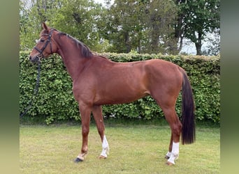 Oldenburger, Wallach, 4 Jahre, 168 cm, Fuchs