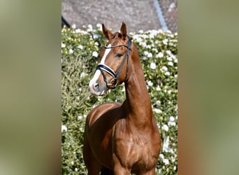 Oldenburger, Wallach, 4 Jahre, 168 cm, Fuchs