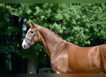 Oldenburger, Wallach, 4 Jahre, 168 cm, Fuchs