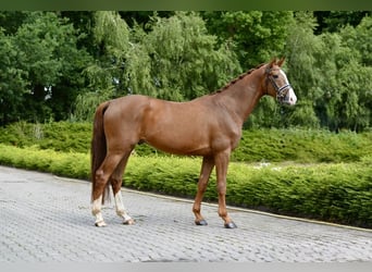 Oldenburger, Wallach, 4 Jahre, 168 cm, Fuchs