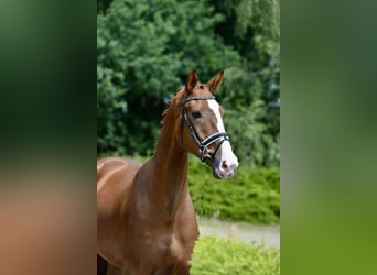 Oldenburger, Wallach, 4 Jahre, 168 cm, Fuchs