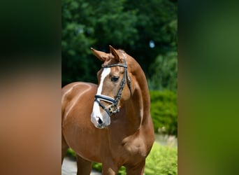 Oldenburger, Wallach, 4 Jahre, 168 cm, Fuchs