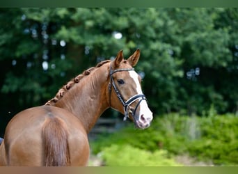 Oldenburger, Wallach, 4 Jahre, 168 cm, Fuchs