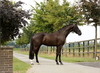 Oldenburger, Wallach, 4 Jahre, 168 cm, Rappe