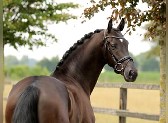 Oldenburger, Wallach, 4 Jahre, 168 cm, Rappe