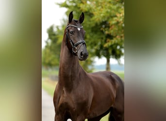 Oldenburger, Wallach, 4 Jahre, 168 cm, Rappe