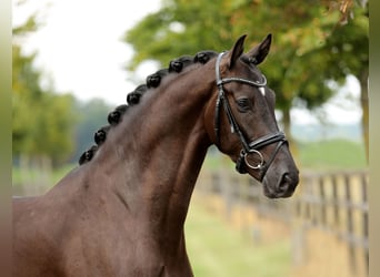 Oldenburger, Wallach, 4 Jahre, 168 cm, Rappe