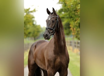 Oldenburger, Wallach, 4 Jahre, 168 cm, Rappe