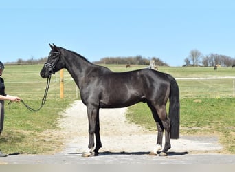 Oldenburger, Wallach, 4 Jahre, 168 cm, Rappe
