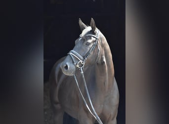Oldenburger, Wallach, 4 Jahre, 168 cm, Rappe