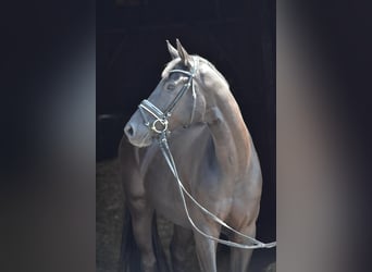Oldenburger, Wallach, 4 Jahre, 168 cm, Rappe