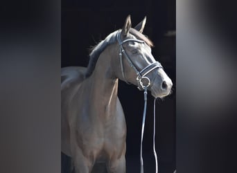 Oldenburger, Wallach, 4 Jahre, 168 cm, Rappe