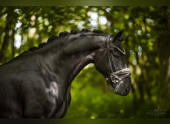 Oldenburger, Wallach, 4 Jahre, 168 cm, Rappe