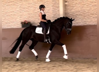 Oldenburger, Wallach, 4 Jahre, 168 cm, Rappe