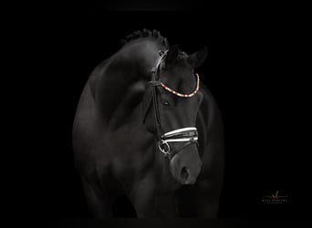 Oldenburger, Wallach, 4 Jahre, 168 cm, Rappe