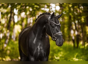 Oldenburger, Wallach, 4 Jahre, 168 cm, Rappe