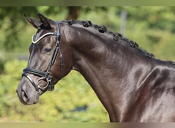 Oldenburger, Wallach, 4 Jahre, 168 cm, Rappe