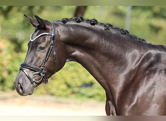 Oldenburger, Wallach, 4 Jahre, 168 cm, Rappe