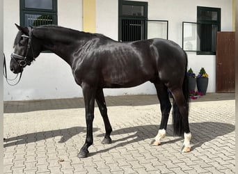 Oldenburger, Wallach, 4 Jahre, 168 cm, Rappe