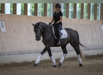 Oldenburger, Wallach, 4 Jahre, 168 cm, Rappschimmel