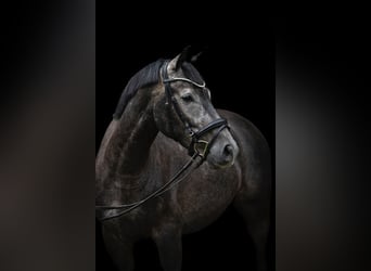 Oldenburger, Wallach, 4 Jahre, 168 cm, Rappschimmel